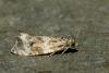 Celypha lacunana